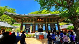 백양산 철쭉 - 여행 등산방 - 월남전 참전자회 부산광역시 동래구지회 월남전 참전자회 부산광역시 동래구지회
