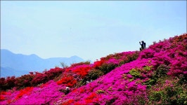 백양산 철쭉 - 여행 등산방 - 월남전 참전자회 부산광역시 동래구지회 월남전 참전자회 부산광역시 동래구지회