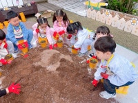 토마토심기🍅&드로잉🎨🖌️&안전교육 - ☺6세 햇살반☺ - 행복엔젤유치원 엔젤어린이집 토마토심기🍅&드로잉🎨🖌️&안전교육