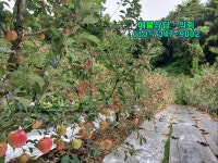 안동시 도산면 의일리 508평 사과 약150주 식재 5080만원 - 토지/농지/임야/택지/대지 - 반토막 급매물 부동산 투자재테크 안동시 도산면... 