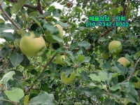 안동시 도산면 의일리 508평 사과 약150주 식재 5080만원 - 토지/농지/임야/택지/대지 - 반토막 급매물 부동산 투자재테크 안동시 도산면... 