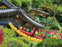 송학사 2022년 부처님오시는날 행사~ - 지대방 - 보문산 송학사 송학사 2022년 부처님오시는날 행사~