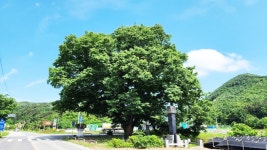 충청남도 보호수 8-7-11-1-179 느티나무/논산시 벌곡면 한삼천리 3977 - 보호수 - 한목분재회 충청남도 보호수 8-7-11-1-179 느티나무... 