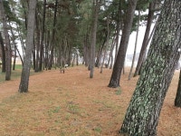 하동포구공원 - 하동일지 - 영월 마대산장 하동포구공원