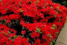 4/27 (月)13時~15時스마트폰 사진반 4月4回次 수업현황. - …… 스마트폰반 - 순간포착소식 4/27 (月)13時~15時스마트폰 사진반 4月4回次... 