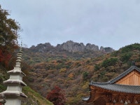 내장산+내장사 단풍길[251108/토] - ──· 전라도 - 대구드림산악회 내장산+내장사 단풍길[251108/토]