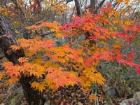 내장산(25.11.09.일) - ──· 전라도 - 대구드림산악회 내장산(25.11.09.일)