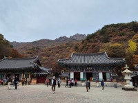 내장산+내장사 단풍길[251108/토] - ──· 전라도 - 대구드림산악회 내장산+내장사 단풍길[251108/토]