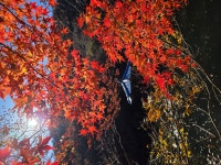 내장산 단풍산행 - ──· 전라도 - 대구드림산악회 내장산 단풍산행