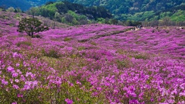 환상의 철쭉평전 황매산길 03 - 타산악회 동영상 - 당진 원당산악회 당진 원당산악회