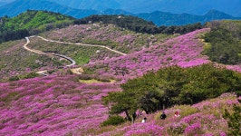 환상의 철쭉평전 황매산길 03 - 타산악회 동영상 - 당진 원당산악회 당진 원당산악회