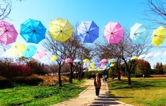 만추의 인천 드림파크 야생화공원 2 - 일반 게시판 - 발길이 머물렀던 곳 만추의 인천 드림파크 야생화공원 2