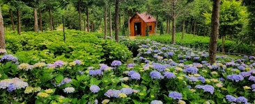 6/18(수)-19(목) 보성 녹차밭과 윤제림수국, 법정스님 불일암 무소유길 - 천하장군_평일 - 지인여행 6/18(수)-19(목) 보성 녹차밭과 윤제림수국... 