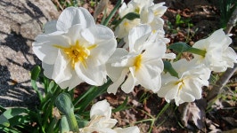 초곡실내테니스장정원 - 사진모음 - 어모문화마을 초곡실내테니스장정원