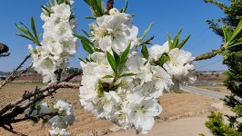 초곡실내테니스장정원 - 사진모음 - 어모문화마을 초곡실내테니스장정원