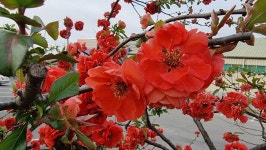 초곡실내테니스장정원 - 사진모음 - 어모문화마을 초곡실내테니스장정원