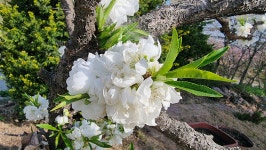 초곡실내테니스장정원 - 사진모음 - 어모문화마을 초곡실내테니스장정원