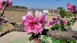 초곡실내테니스장정원 - 사진모음 - 어모문화마을 초곡실내테니스장정원