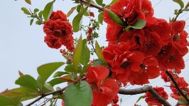 초곡실내테니스장정원 - 사진모음 - 어모문화마을 초곡실내테니스장정원