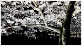 김천연화지 벚꽃 야경 - 사진모음 - 어모문화마을 김천연화지 벚꽃 야경