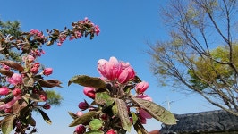 초곡실내테니스장정원 - 사진모음 - 어모문화마을 초곡실내테니스장정원
