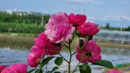 초곡 실내테니스장 정원에서 - 사진모음 - 어모문화마을 초곡 실내테니스장 정원에서