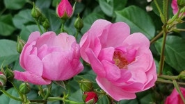 초곡 실내테니스장 정원에서 - 사진모음 - 어모문화마을 초곡 실내테니스장 정원에서