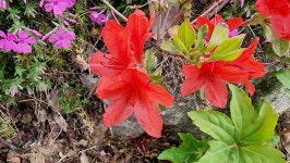 초곡실내테니스장정원 - 사진모음 - 어모문화마을 초곡실내테니스장정원