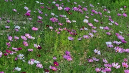 김천 어모 입구 도로 옆 코스모스 - 사진모음 - 어모문화마을 김천 어모 입구 도로 옆 코스모스