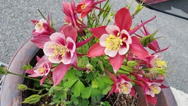 초곡 실내테니스장 정원에서 - 사진모음 - 어모문화마을 초곡 실내테니스장 정원에서