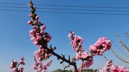 초곡실내테니스장정원 - 사진모음 - 어모문화마을 초곡실내테니스장정원