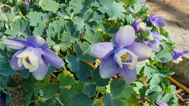 초곡실내테니스장정원 - 사진모음 - 어모문화마을 초곡실내테니스장정원