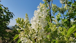 초곡실내테니스장정원 - 사진모음 - 어모문화마을 초곡실내테니스장정원