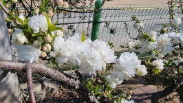 초곡실내테니스장정원 - 사진모음 - 어모문화마을 초곡실내테니스장정원