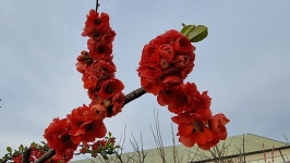 초곡실내테니스장정원 - 사진모음 - 어모문화마을 초곡실내테니스장정원