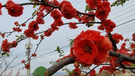 초곡실내테니스장정원 - 사진모음 - 어모문화마을 초곡실내테니스장정원