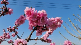 초곡실내테니스장정원 - 사진모음 - 어모문화마을 초곡실내테니스장정원