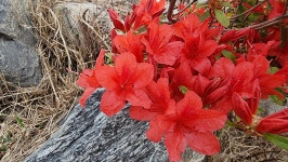 초곡실내테니스장정원 - 사진모음 - 어모문화마을 초곡실내테니스장정원