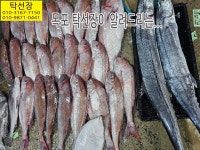 먹갈치, 밴댕이, 병어, 자랭이, 참돔, 통치, 군평선이, 암꽃게 - ┌ 오늘 판매생선 - 목포 남도농수산 탁선장 생선카페 11월 25일, 자연산회... 