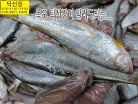 판매생선 - 목포 남도농수산 탁선장 생선카페 5월 19일, 밴댕이회, 농어회, 황석어, 황석어젓, 갑오징어, 통치, 서대, 가자미, 참돔, 갯장어, 밍돔... 