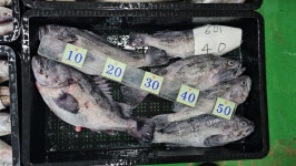 판매생선 - 목포 남도농수산 탁선장 생선카페 6월 26일, 자연산회, 먹갈치, 풀치, 병어, 밴댕이, 민어, 우럭, 서대, 군평선이, 양태, 잡어, 백조기... 