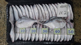 판매생선 - 목포 남도농수산 탁선장 생선카페 7월 3일, 돌돔회, 먹갈치, 풀치, 병어, 눈볼대, 밴댕이, 황석어, 우럭, 잡어, 민어, 갯장어, 광어... 