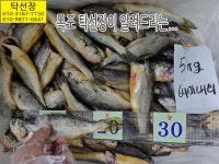 자랭이, 밴댕이, 덕자, 꽃게, 군평선이, 참돔, 갯장어, 아귀, 백조기, 달고 - ┌ 오늘 판매생선 - 목포 남도농수산 탁선장 생선카페 12월 8일... 