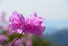 제409회 정기산행 경남 거제 대금산(437.5m) 진달래꽃 산행(2023. 4. 1.) - 산행안내 및 예약방 - 익산 탑마루 산악회 제409회 정기산행... 
