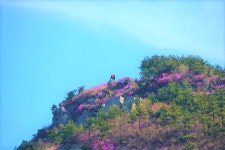 제409회 정기산행 경남 거제 대금산(437.5m) 진달래꽃 산행(2023. 4. 1.) - 산행안내 및 예약방 - 익산 탑마루 산악회 제409회 정기산행... 