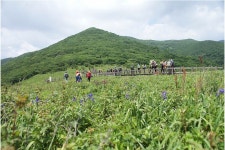 5.30~31) - 산행안내 및 예약방 - 익산 탑마루 산악회 제 494회 특별산행 강원 인제 곰배령 야생화 꽃산행 1박2일 (2026.5.30~31)