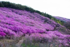 제 462회 정기 산행 경남 창녕 화왕산 진달래& 남지 유채꽃 산행... 제 462회 정기 산행 경남 창녕 화왕산 진달래& 남지 유채꽃 산행(2025.4.19)