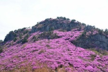 제409회 정기산행 경남 거제 대금산(437.5m) 진달래꽃 산행(2023. 4. 1.) - 산행안내 및 예약방 - 익산 탑마루 산악회 제409회 정기산행... 