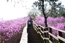 제 433회 정기 산행 경남 창원 천주산 (638m) 진달래꽃산행(2024.4.6)... 제 433회 정기 산행 경남 창원 천주산 (638m) 진달래꽃산행(2024.4.6)