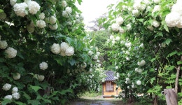 5.30~31) - 산행안내 및 예약방 - 익산 탑마루 산악회 제 494회 특별산행 강원 인제 곰배령 야생화 꽃산행 1박2일 (2026.5.30~31)